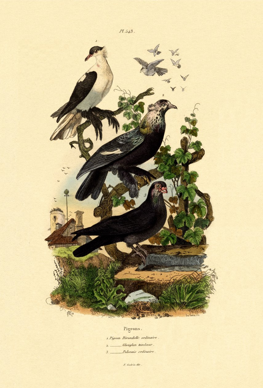Güvercinler, 1833-39 by French School