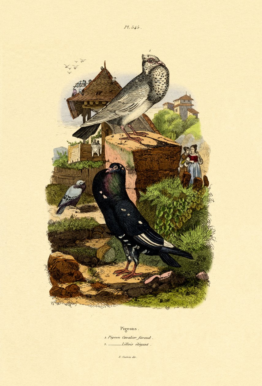 Güvercinler, 1833-39 by French School