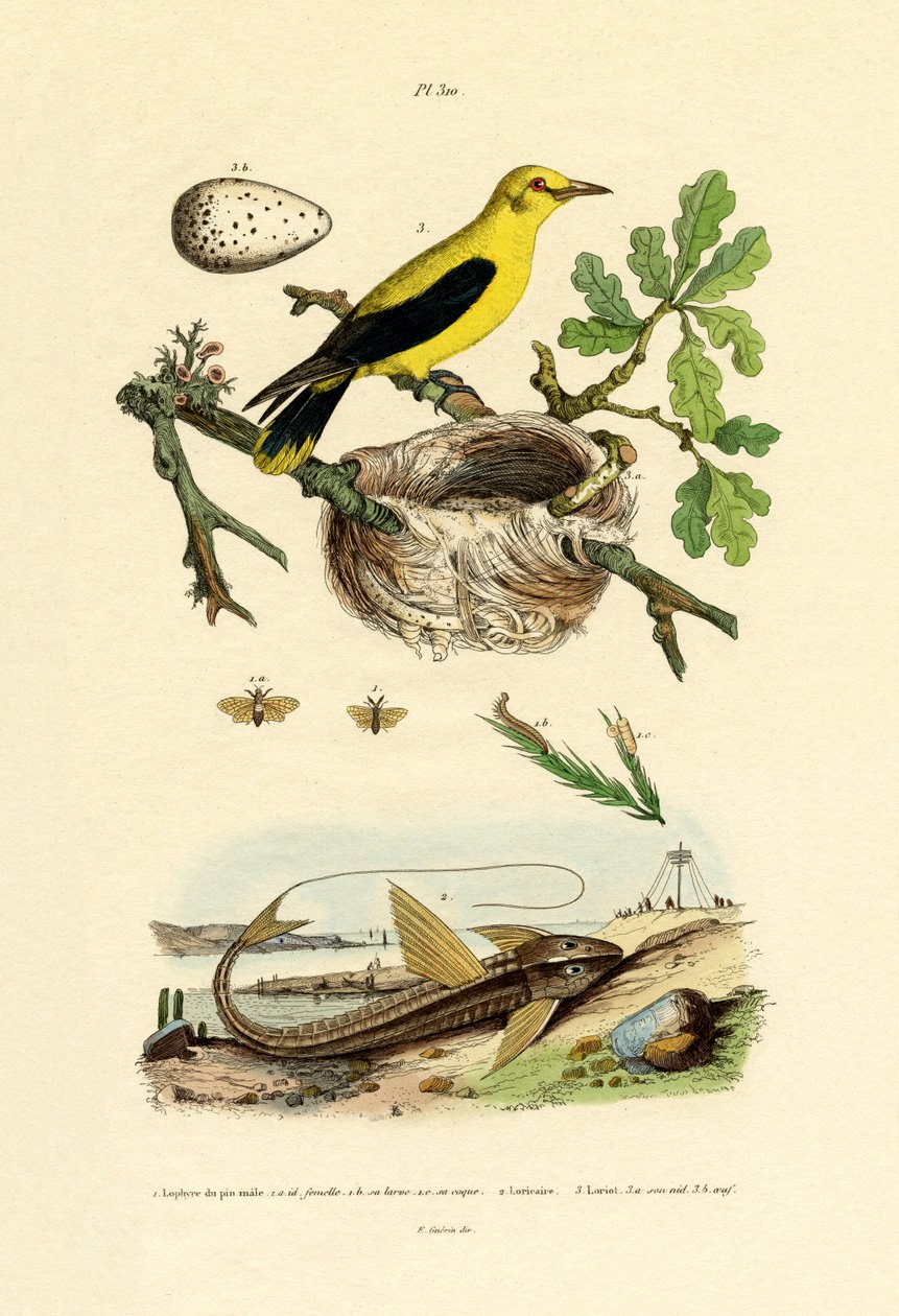 Çam Testere Sineği, 1833-39 by French School