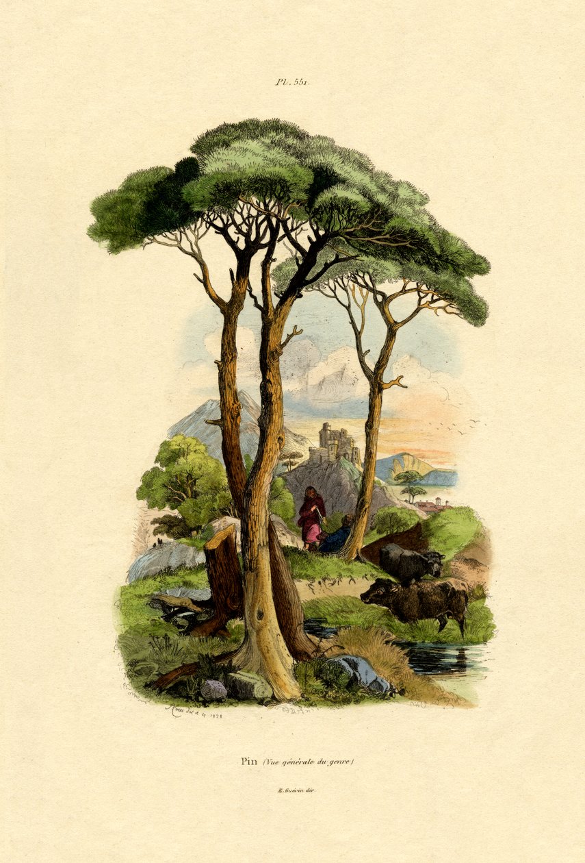 Çam Ağacı, 1833-39 by French School