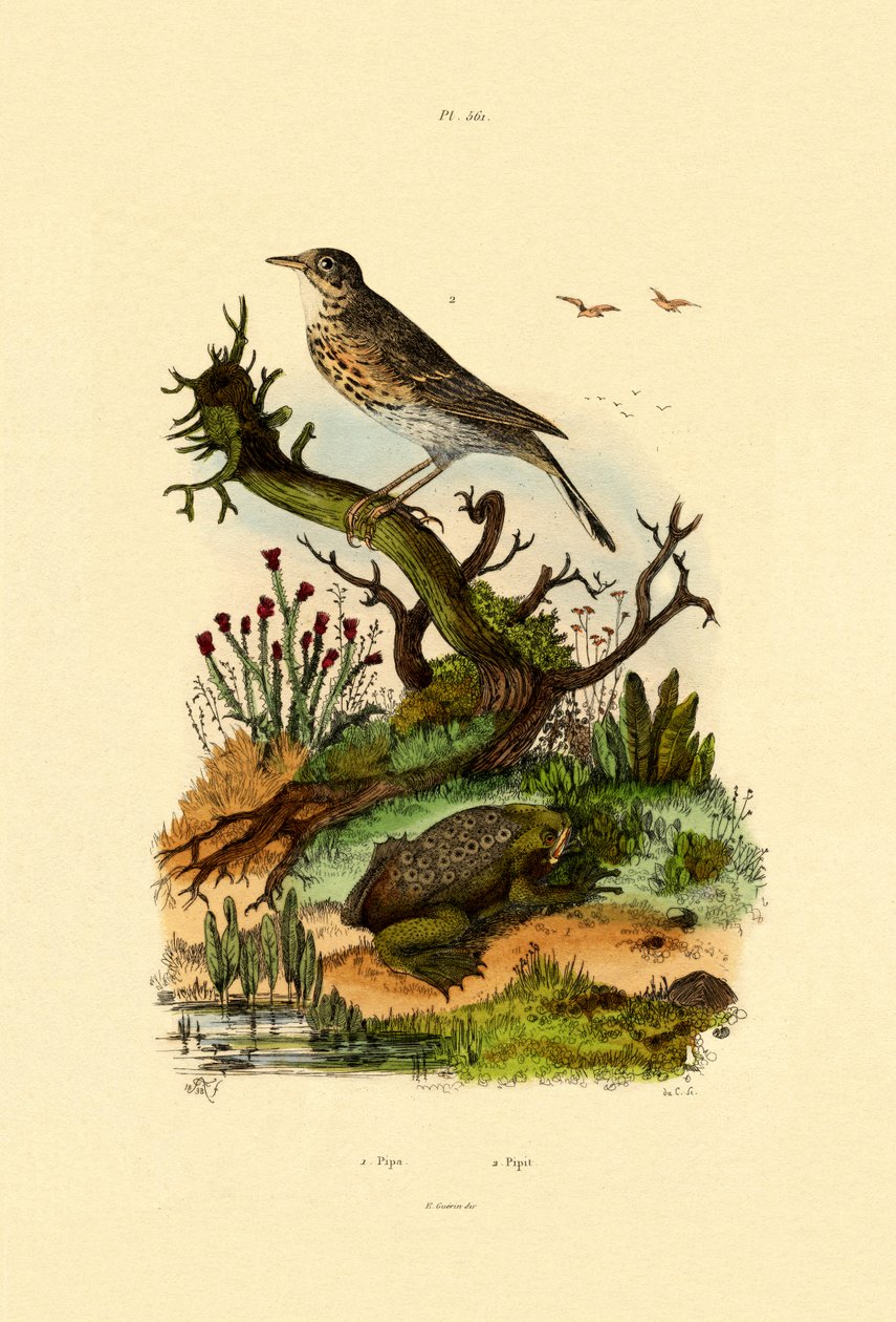 Boru, 1833-39 by French School