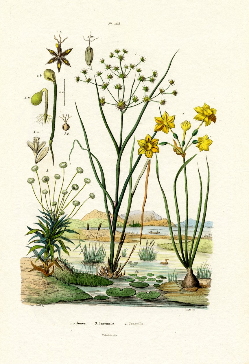Pipewort, 1833-39 by French School