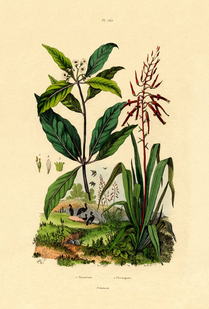 Pittosporum, 1833-39 by French School