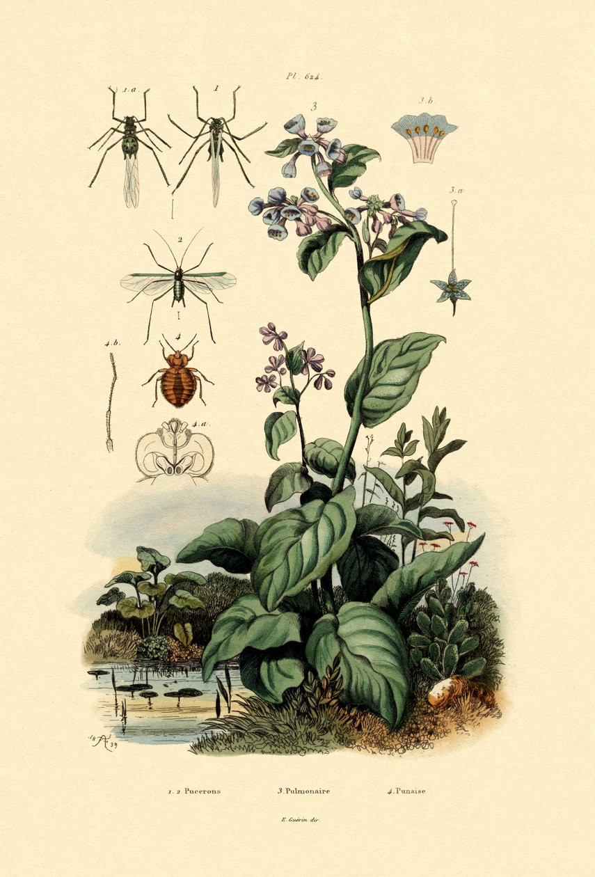Bitki biti, 1833-39 by French School