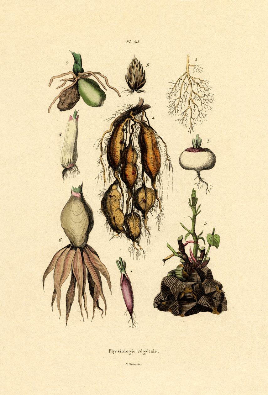 Bitkiler, 1833-39 by French School