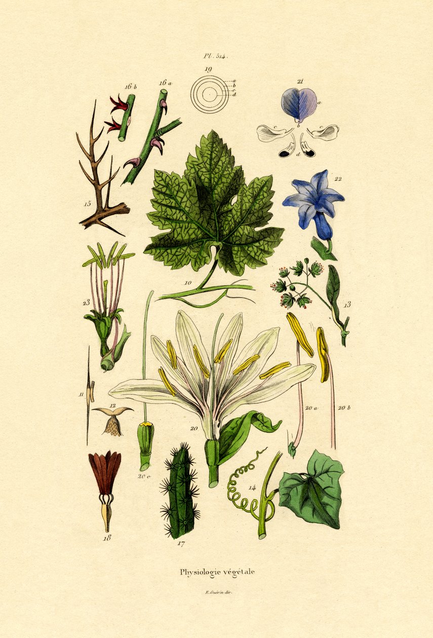 Bitkiler, 1833-39 by French School