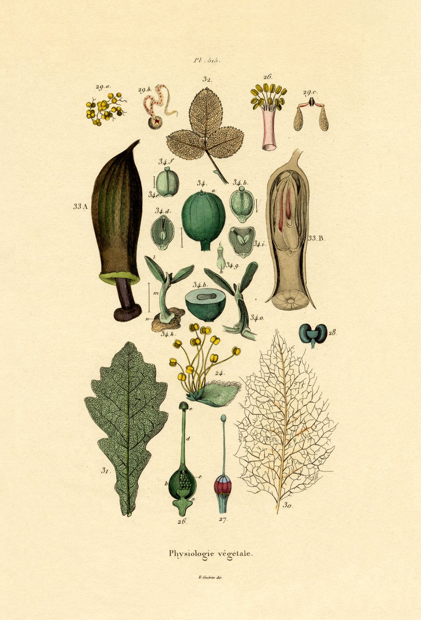 Bitkiler, 1833-39 by French School