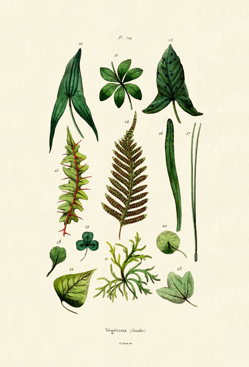 Bitkiler, 1833-39 by French School