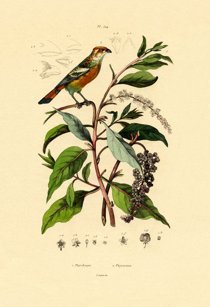 Pokeweed, 1833-39 by French School