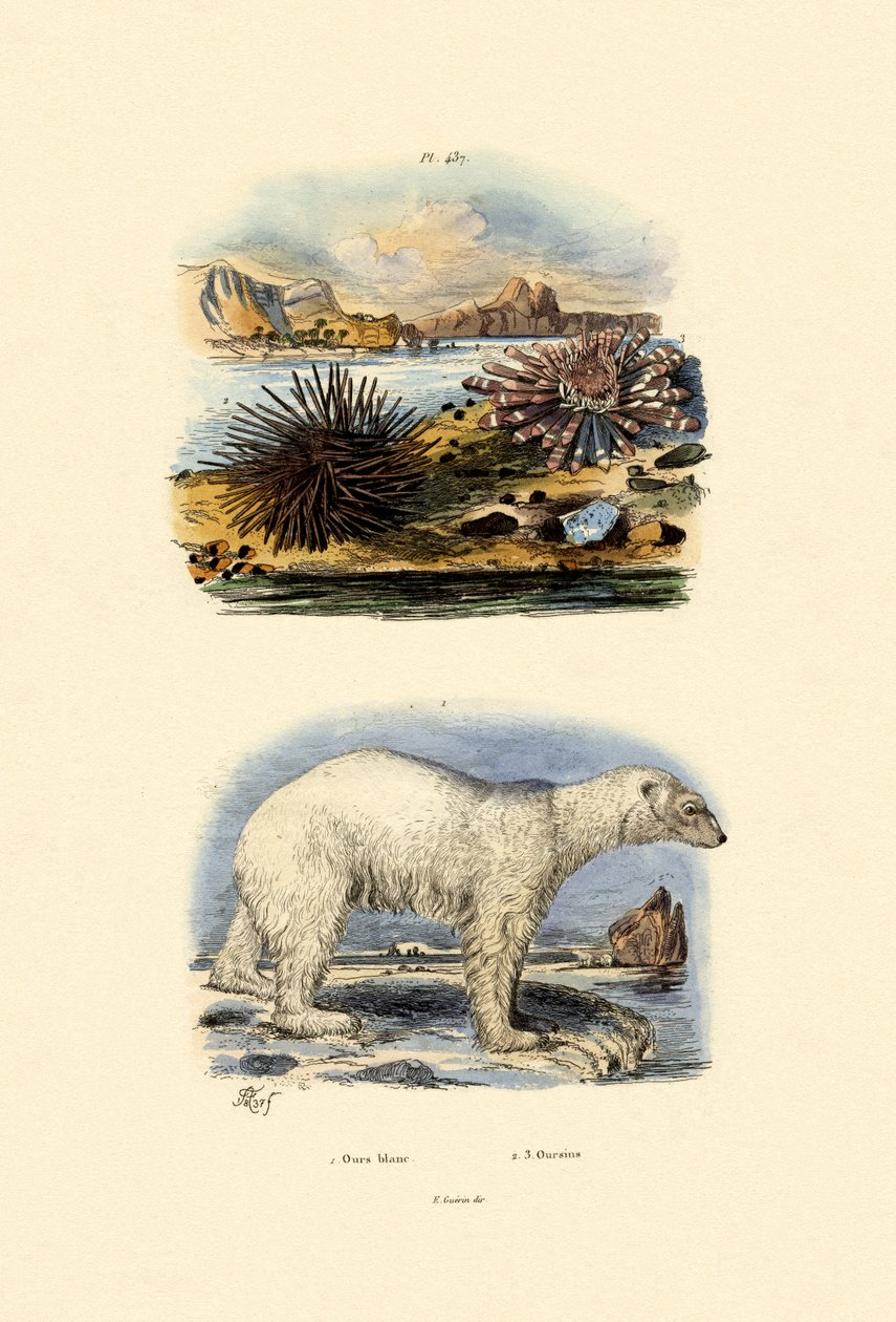 Kutup Ayısı, 1833-39 by French School