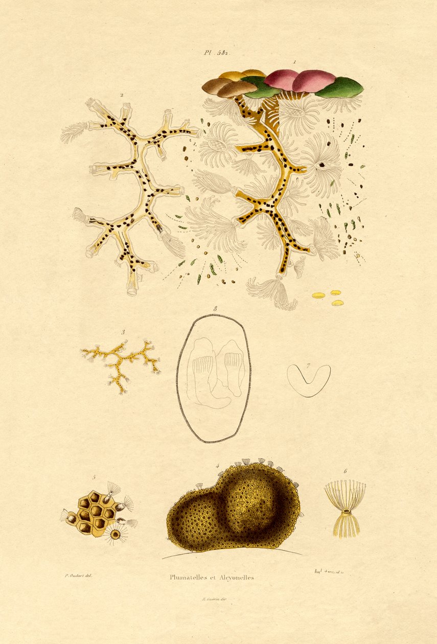 Polip, 1833-39 by French School