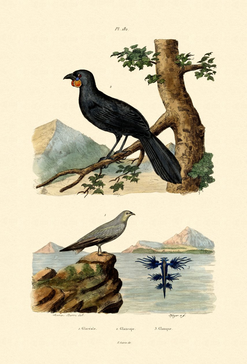 Pratincole, 1833-39 by French School
