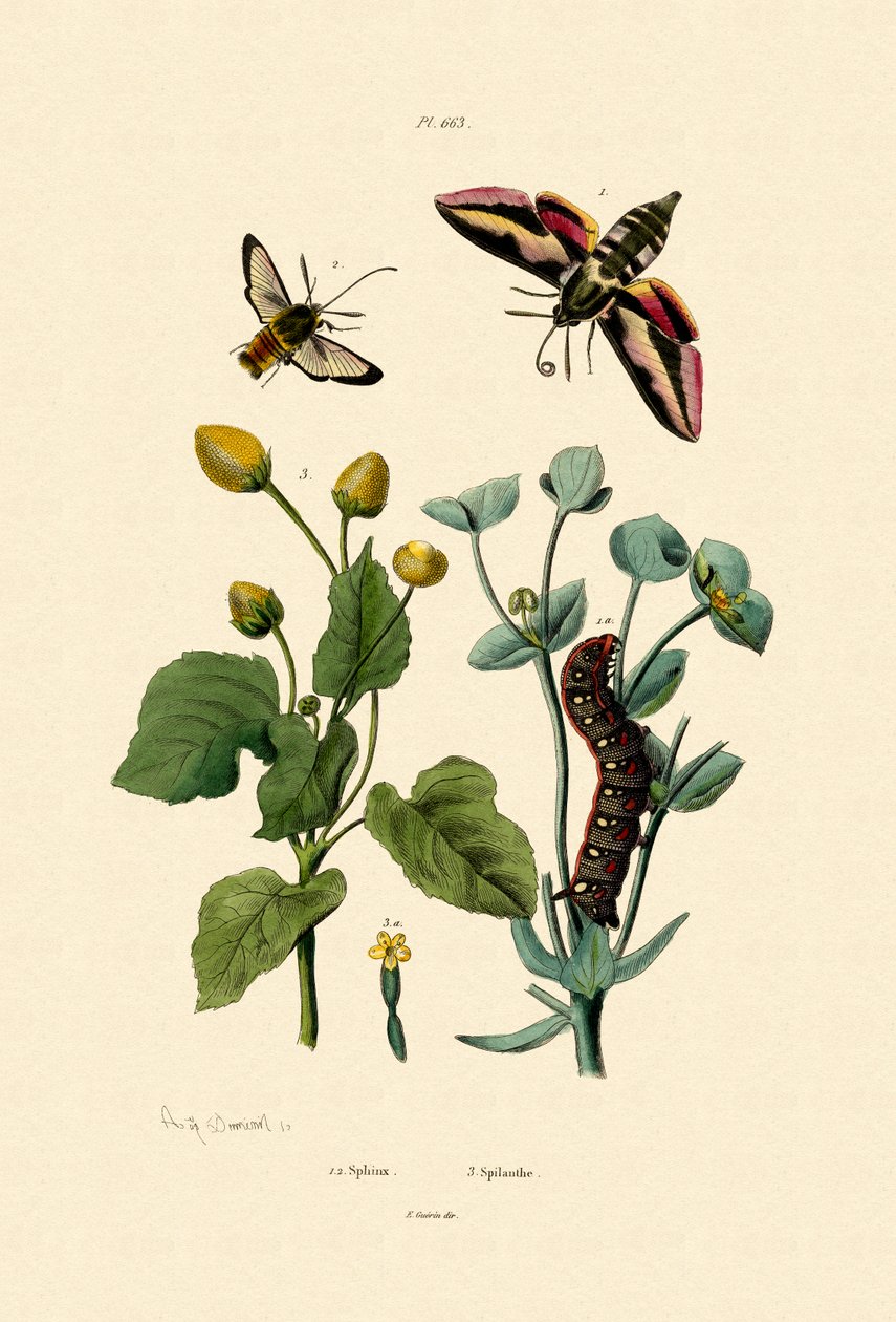 Privet Hawkmoth, 1833-39 by French School