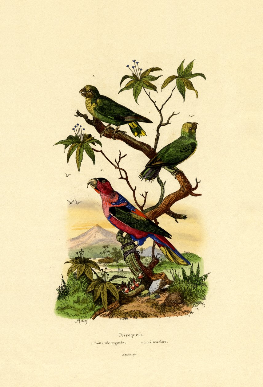 Pigme Papağan, 1833-39 by French School