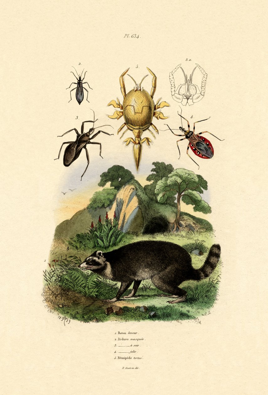 Rakun, 1833-39 by French School