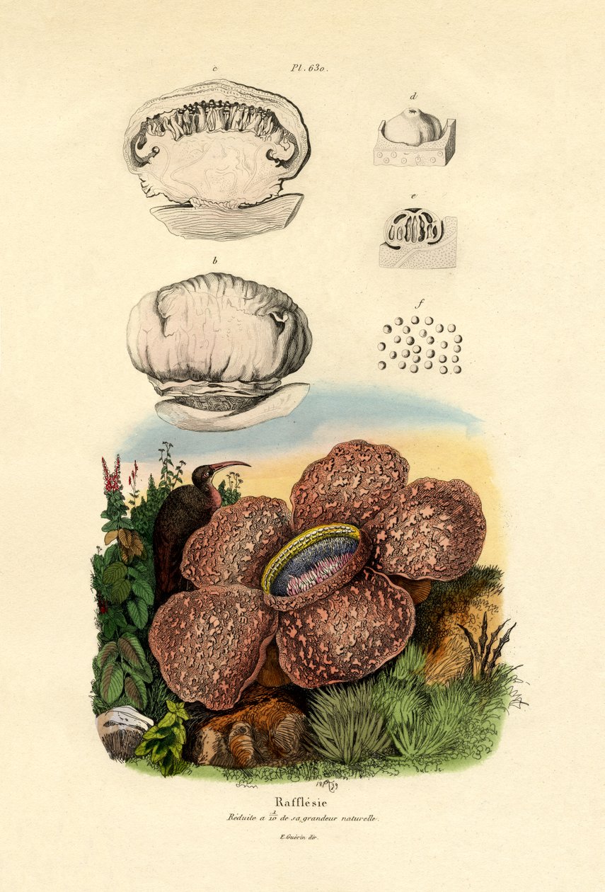 Rafflesia, 1833-39 by French School