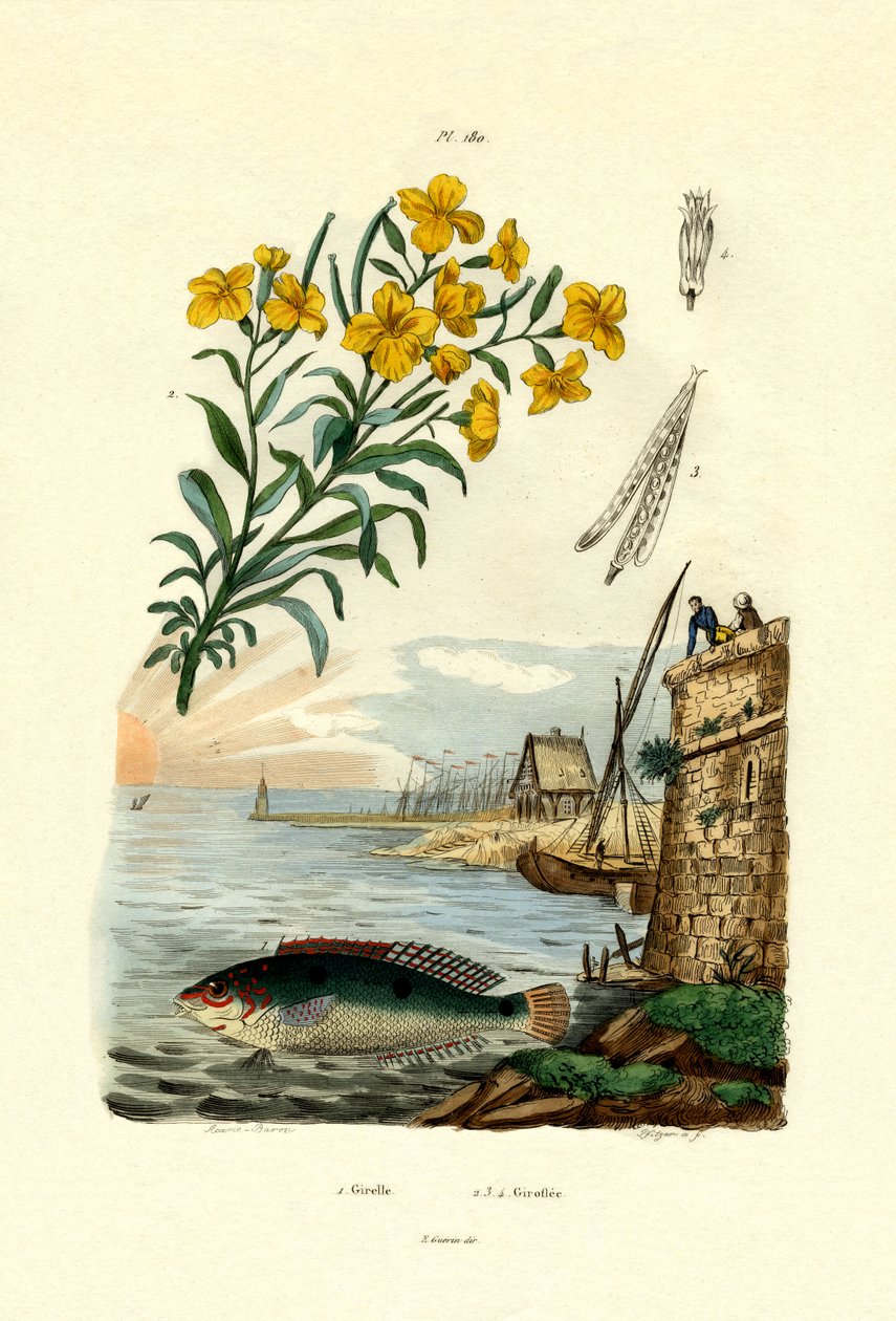 Gökkuşağı Wrasse, 1833-39 by French School