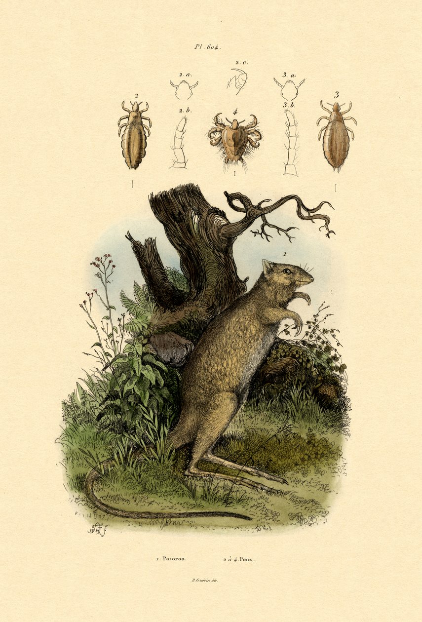 Fare-kanguru, 1833-39 by French School