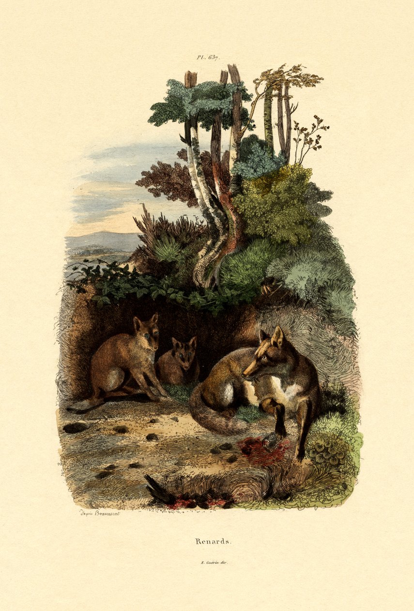Kızıl Tilki, 1833-39 by French School