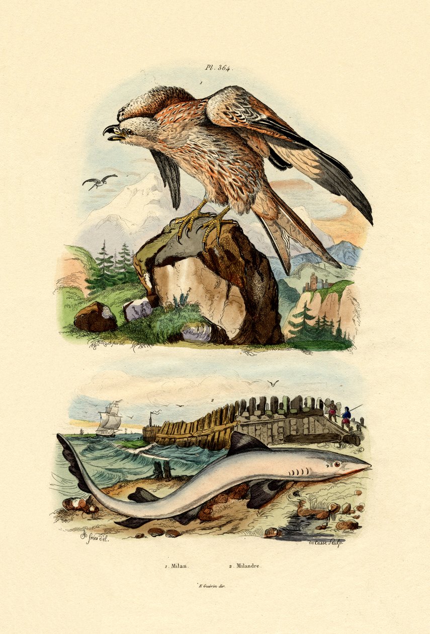 Kırmızı Uçurtma, 1833-39 by French School