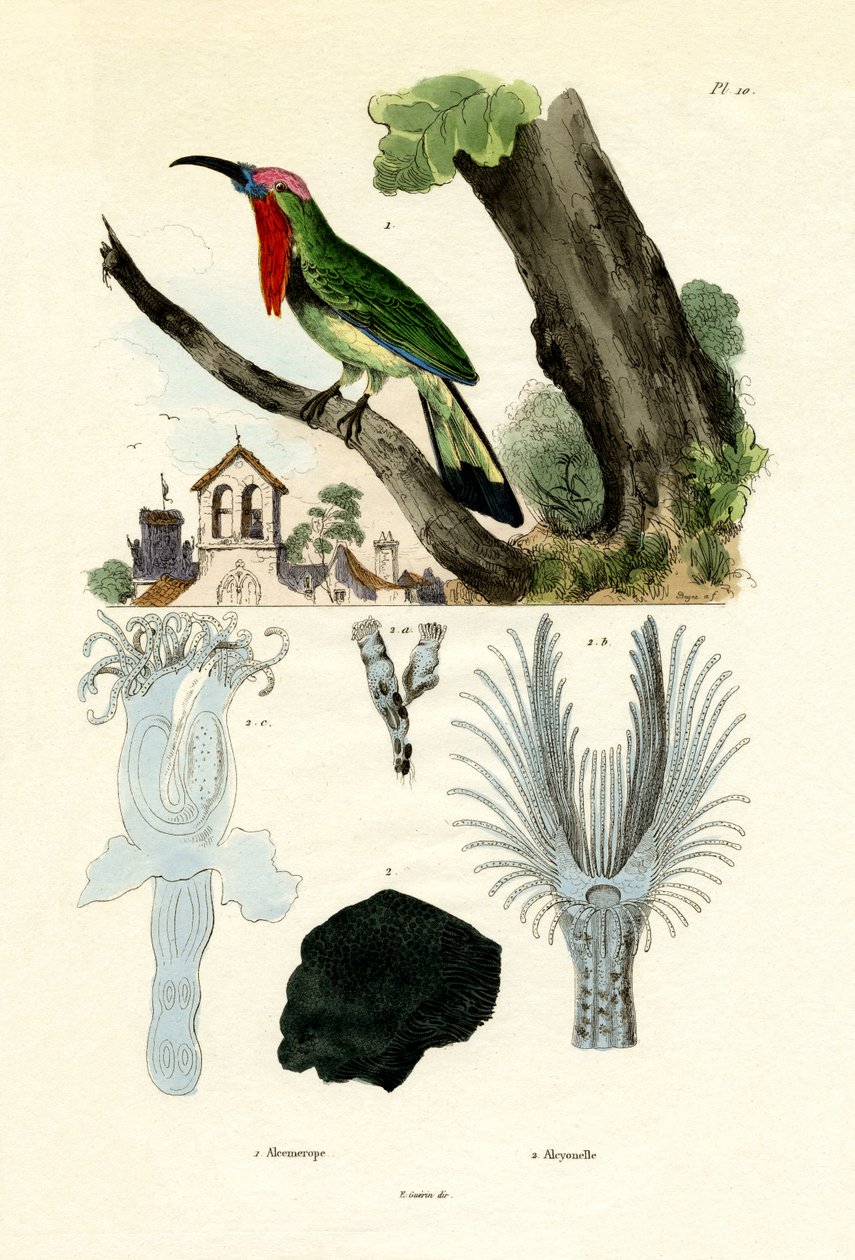 Kızıl Sakallı Arı Kuşu, 1833-39 by French School