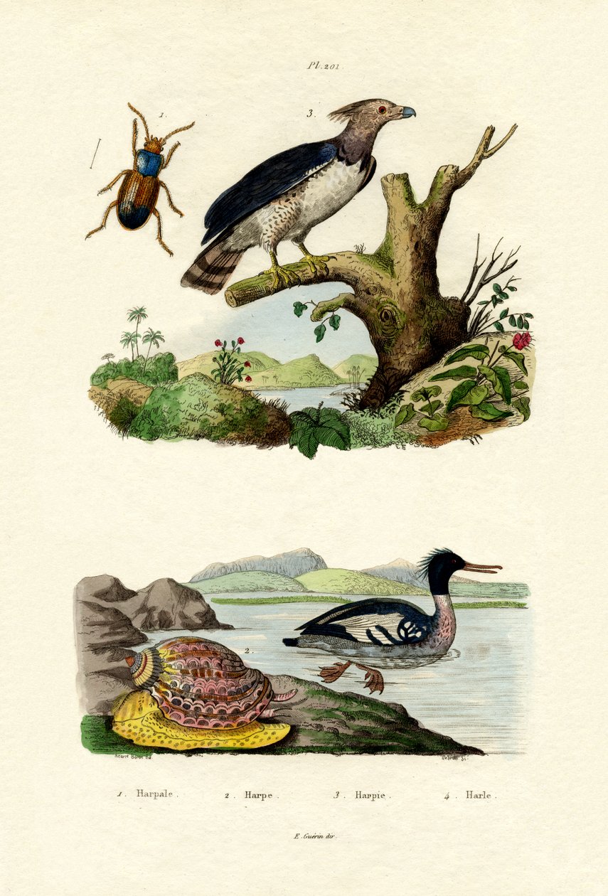 Kırmızı göğüslü Merganser, 1833-39 by French School