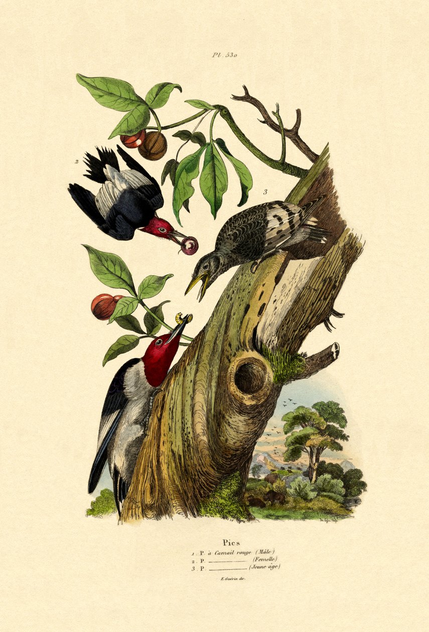Kızıl Kafalı Ağaçkakan, 1833-39 by French School