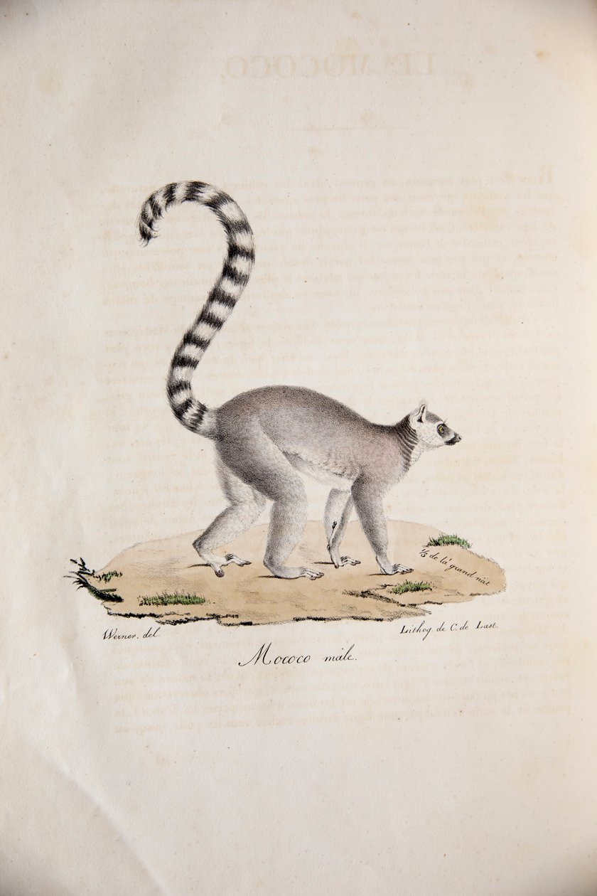 Halka kuyruklu Lemur, Histoire Naturelle des Mammifères