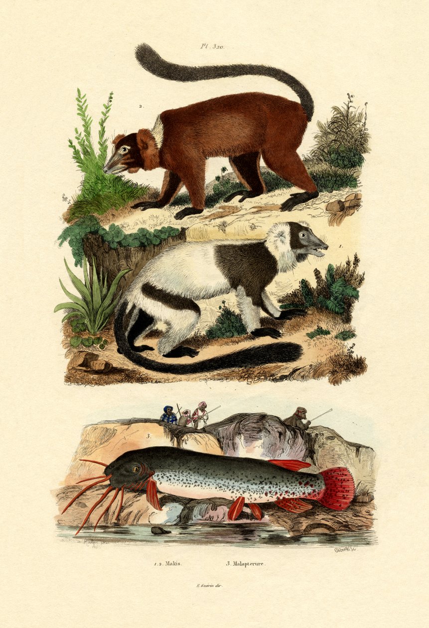 Halka Kuyruklu Lemurlar, 1833-39 by French School