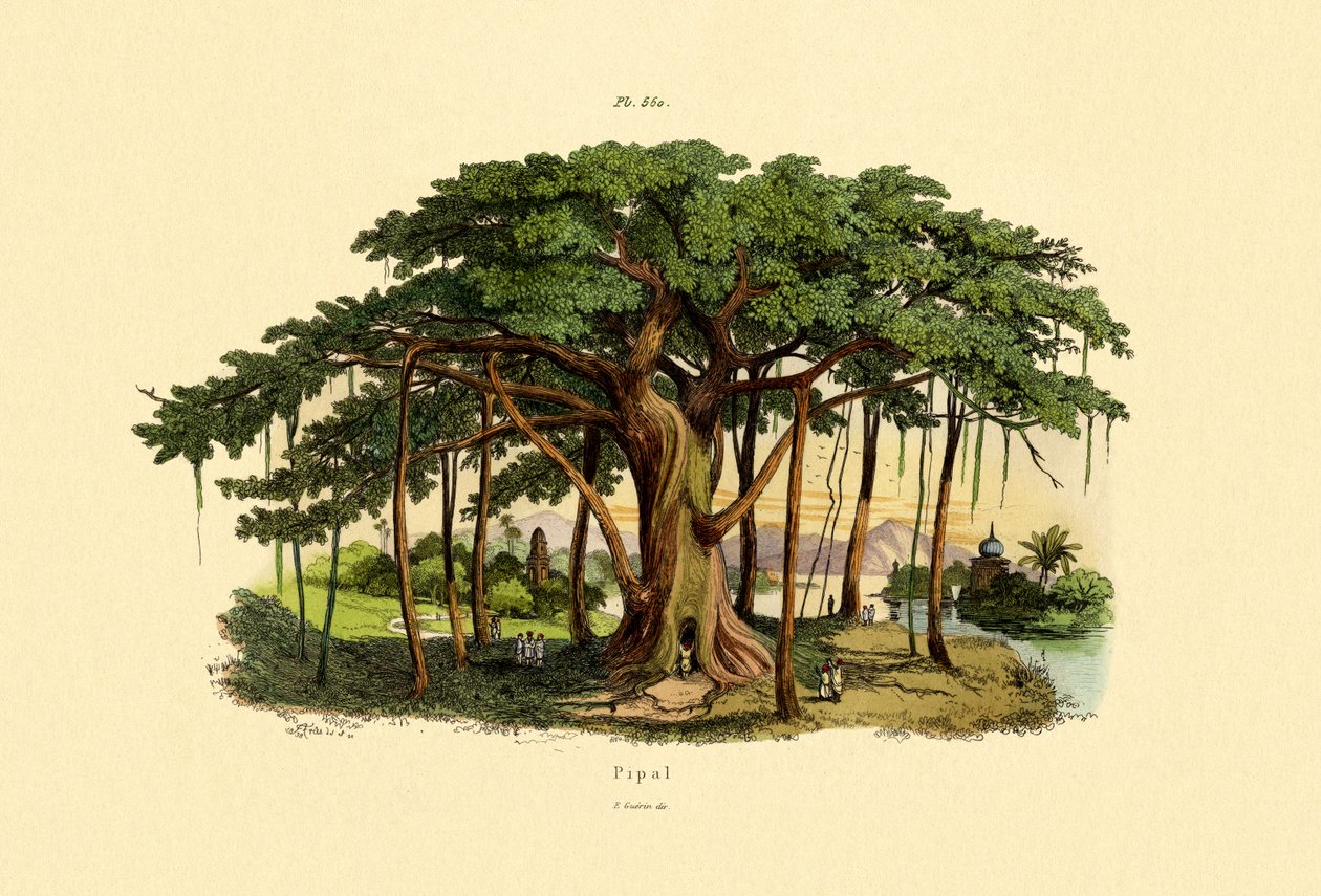 Kutsal İncir, 1833-39 by French School