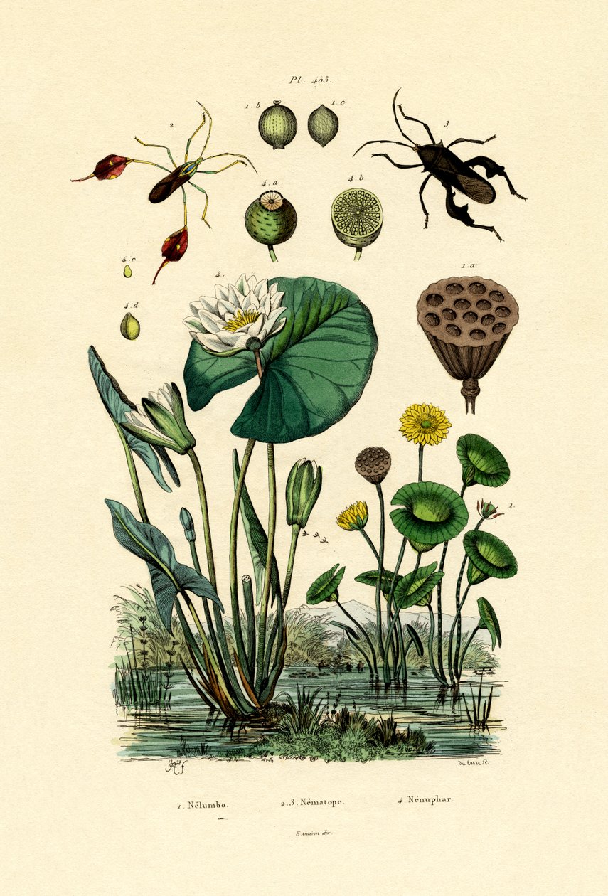 Kutsal Lotus, 1833-39 by French School