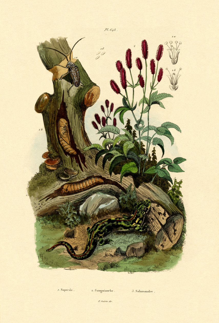 Semender, 1833-39 by French School