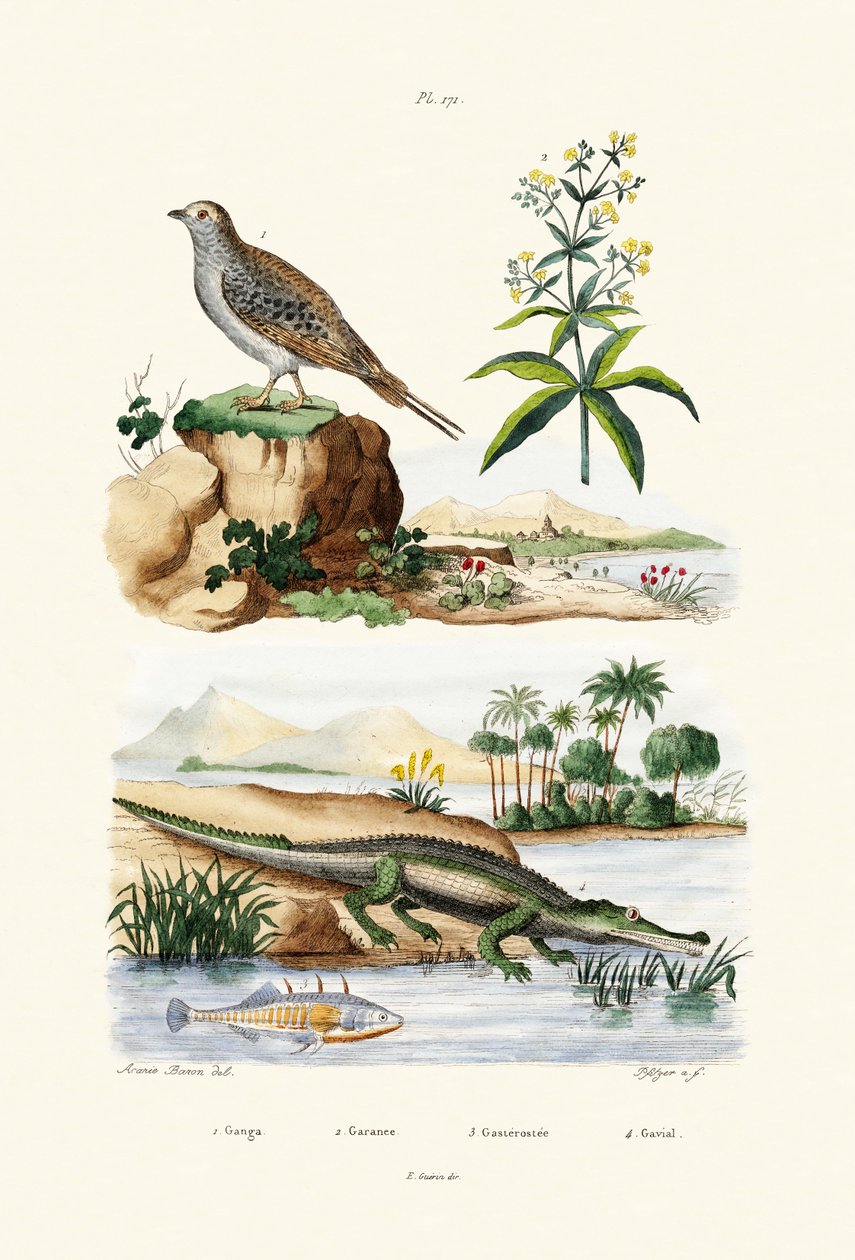 Kum Tavuğu, 1833-39 by French School
