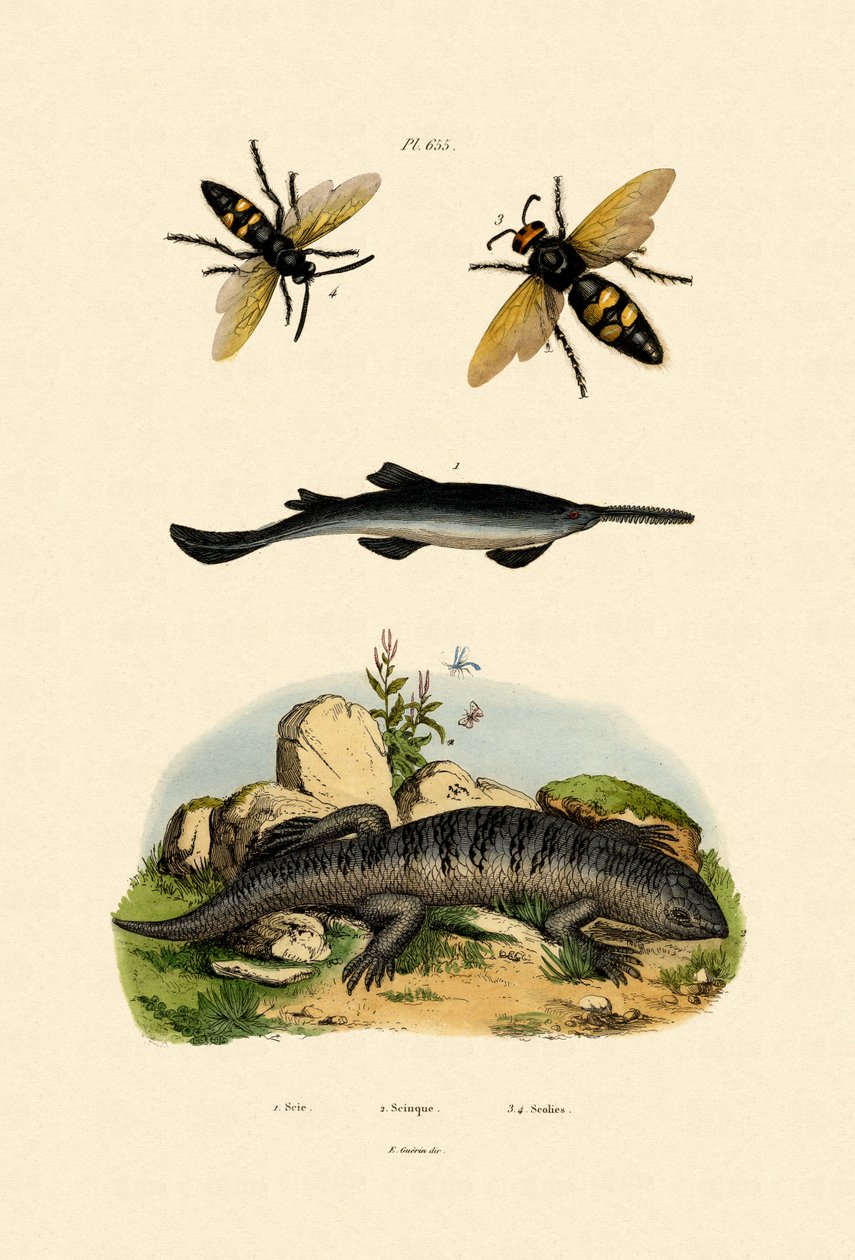 Testere balığı, 1833-39 by French School