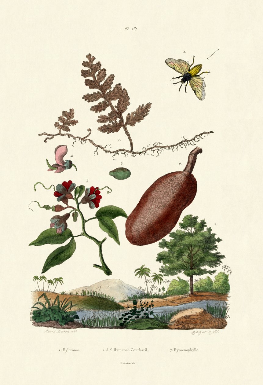 Testere Sineği, 1833-39 by French School