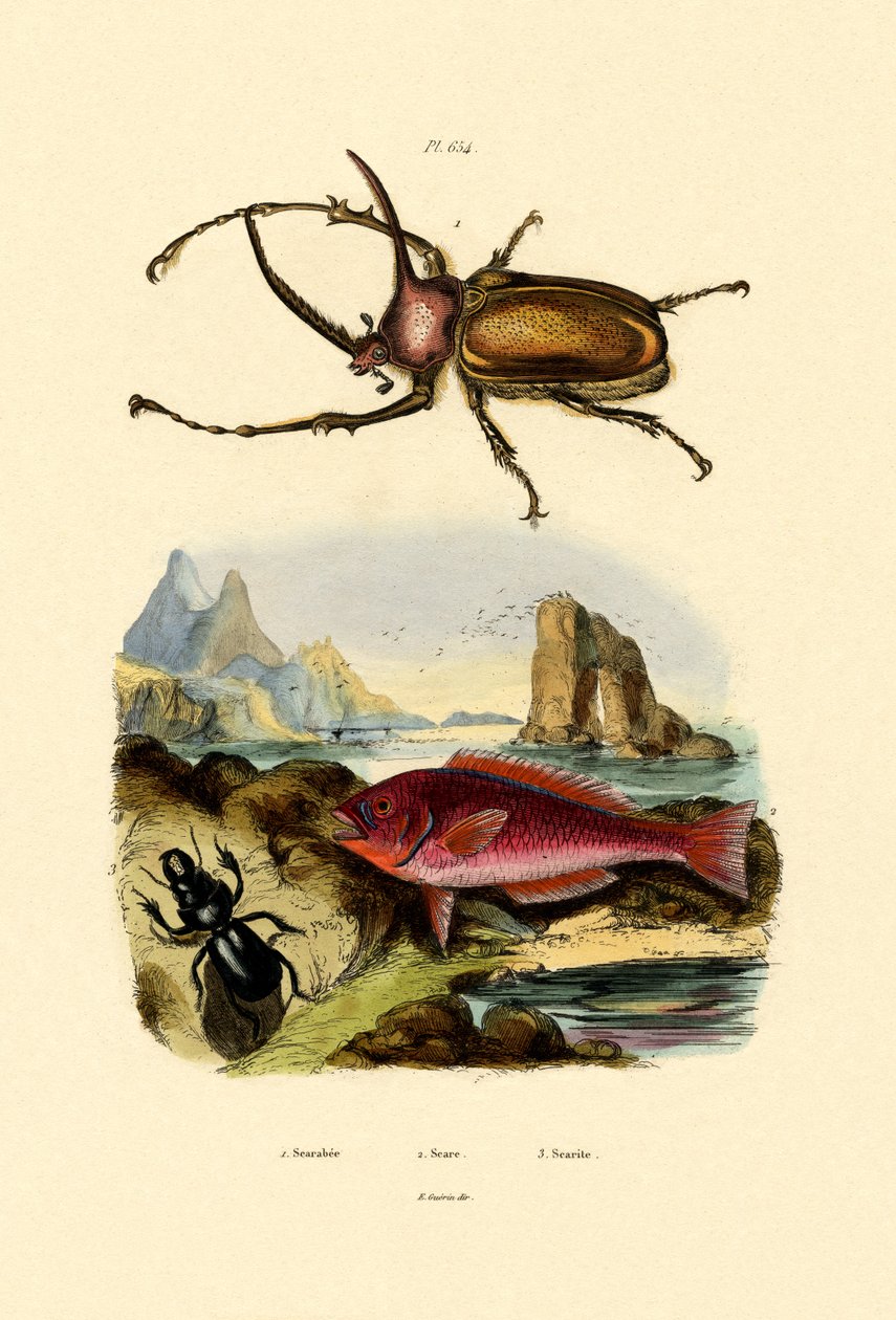 Bokböceği Böceği, 1833-39 by French School