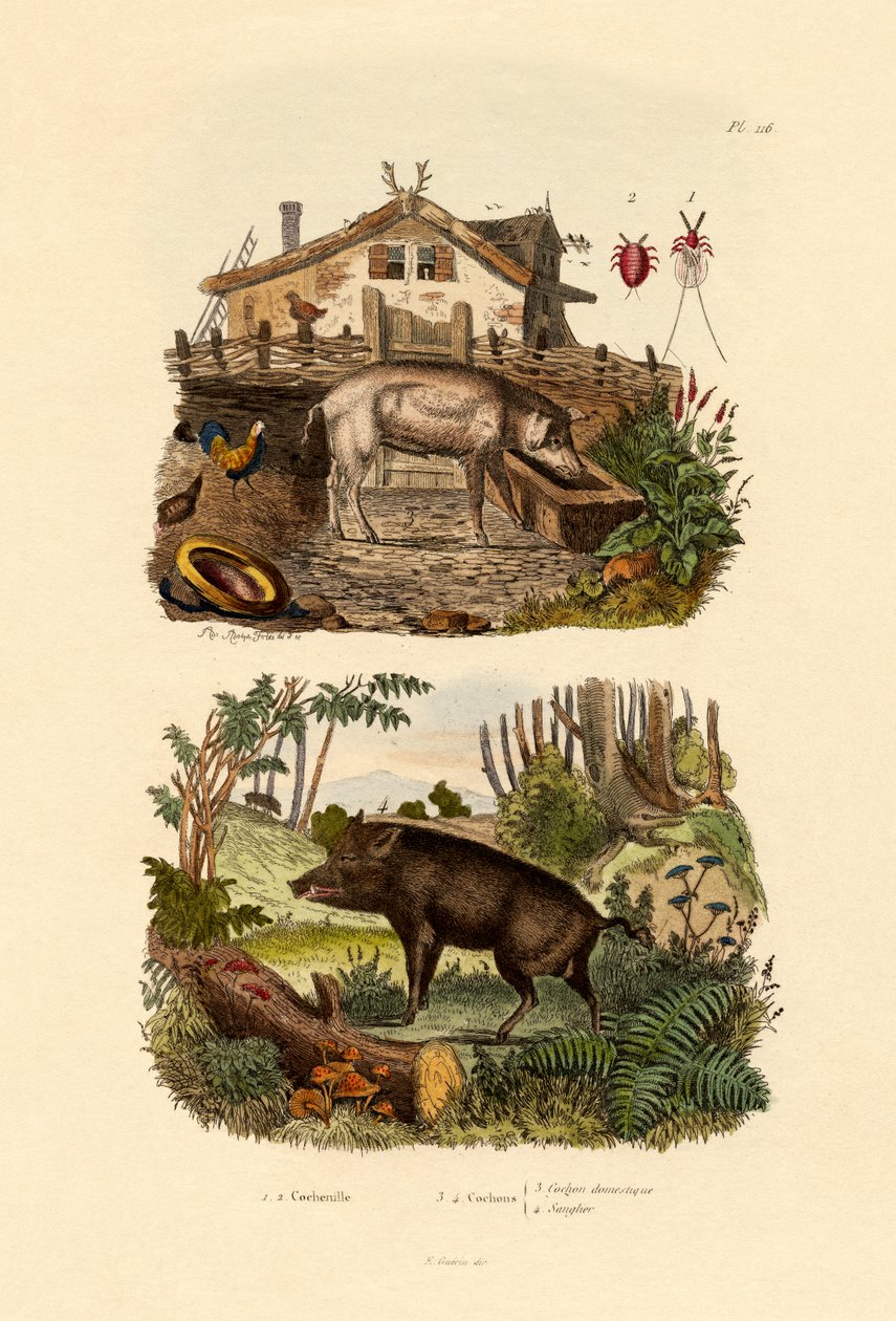 Kızıl Böcek, 1833-39 by French School