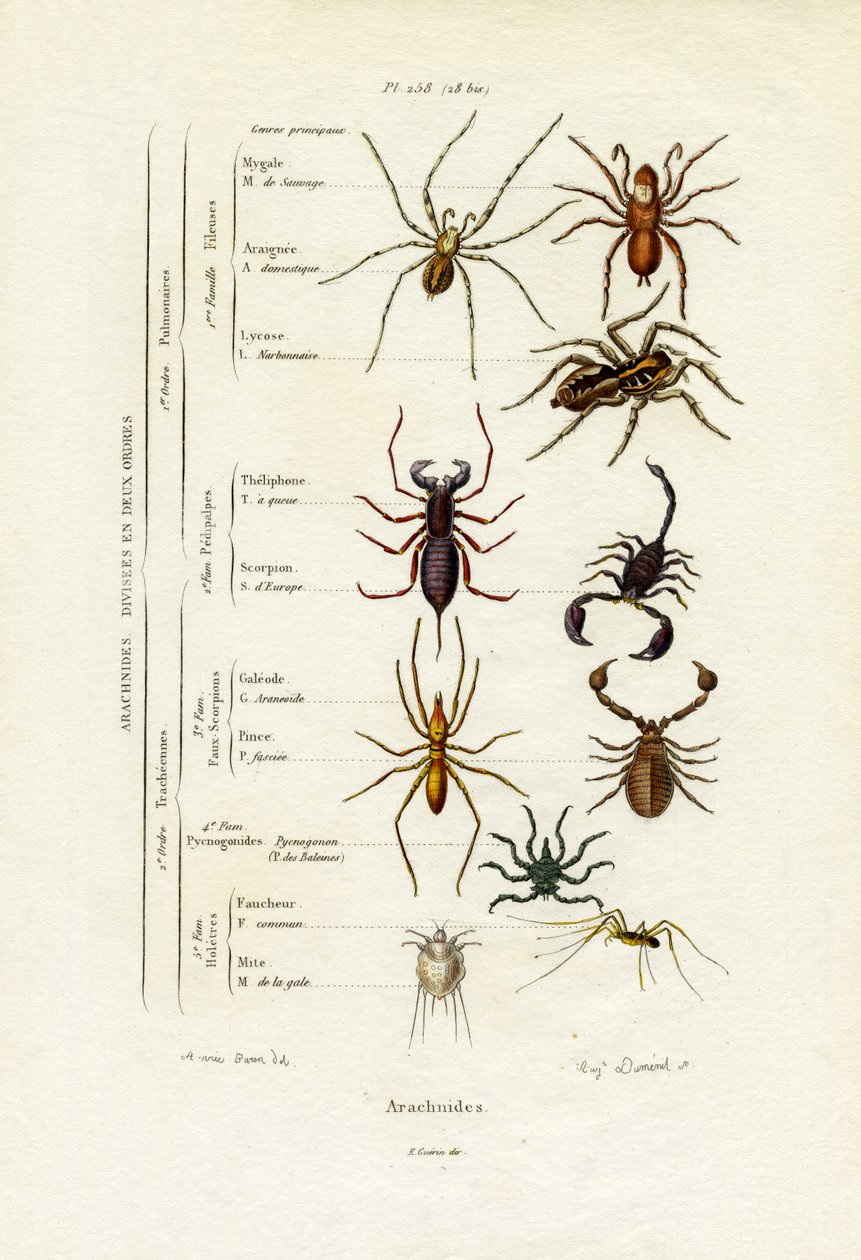 Akrepler, 1833-39 by French School