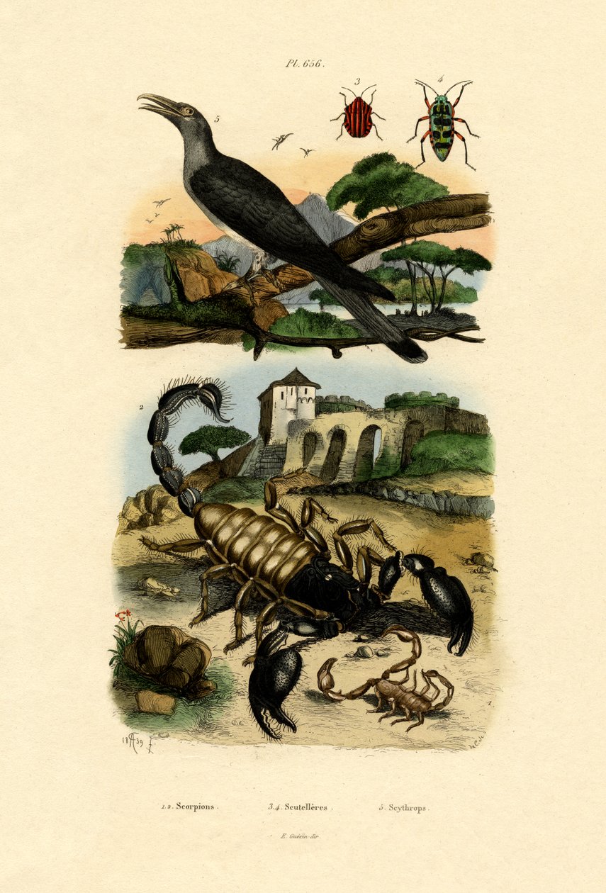 Akrepler, 1833-39 by French School