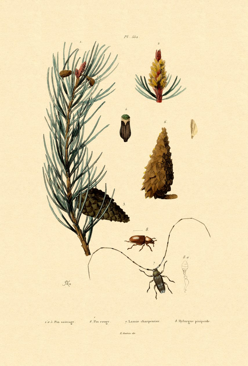 Sarıçam, 1833-39 by French School