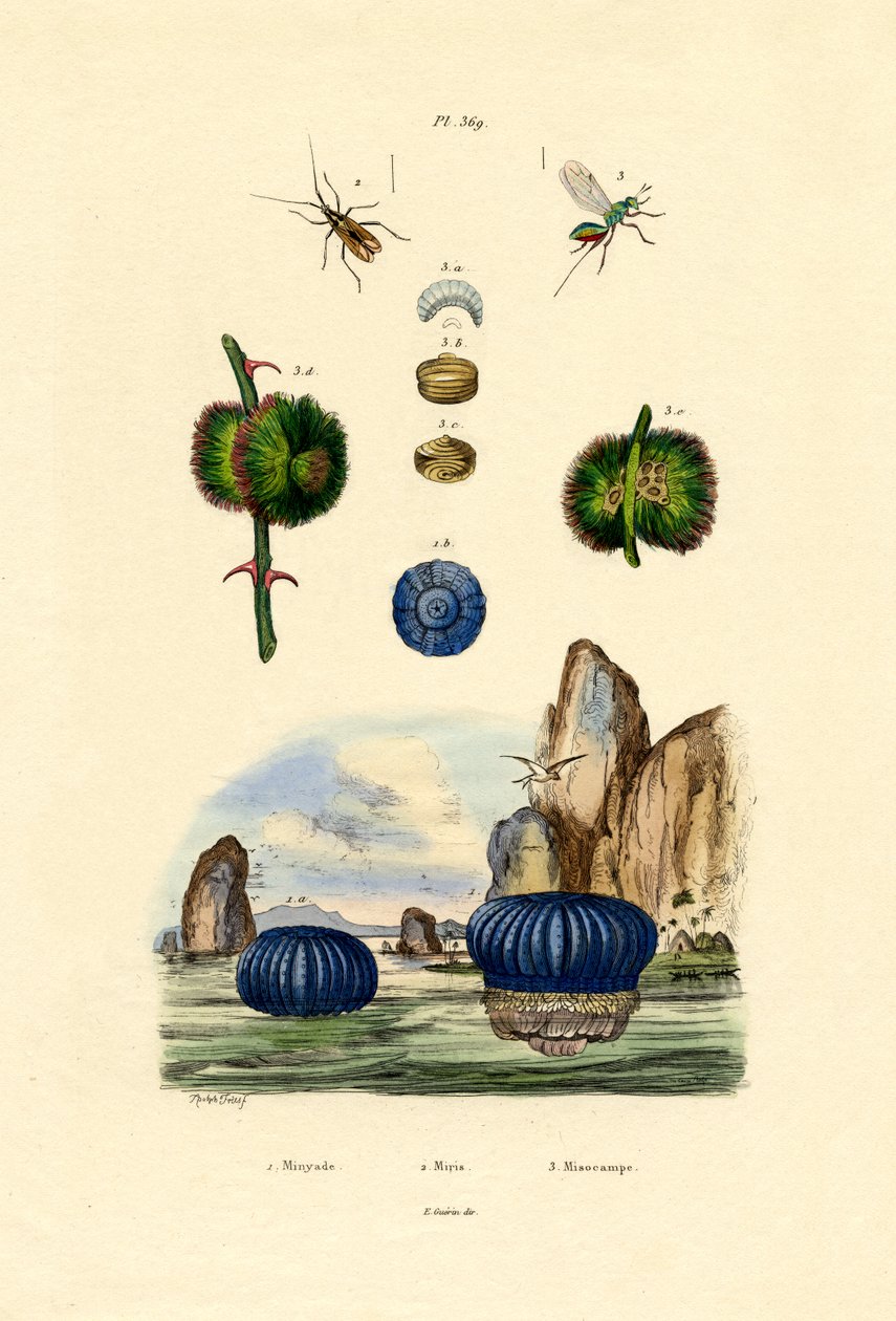 Deniz Anemonu, 1833-39 by French School