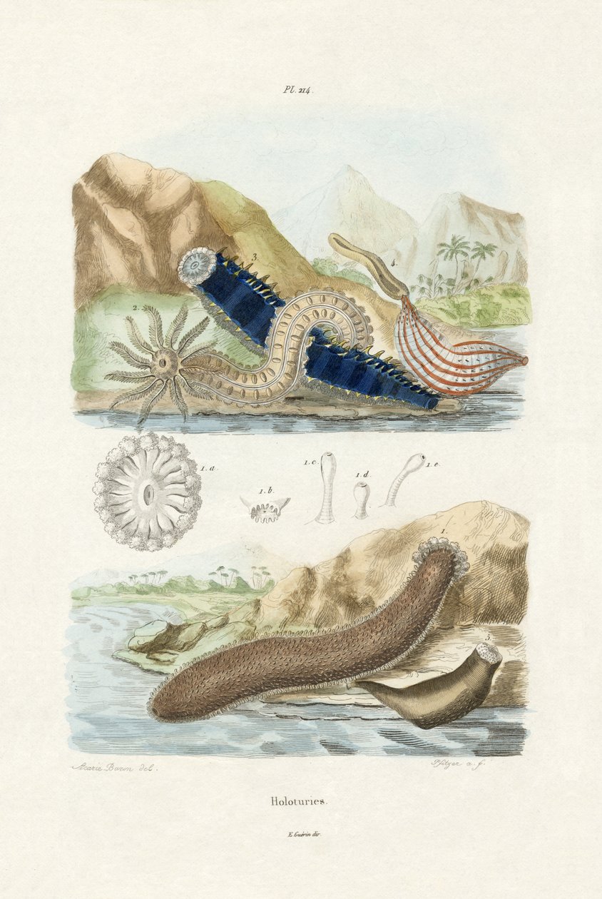 Deniz Salatalıkları, 1833-39 by French School