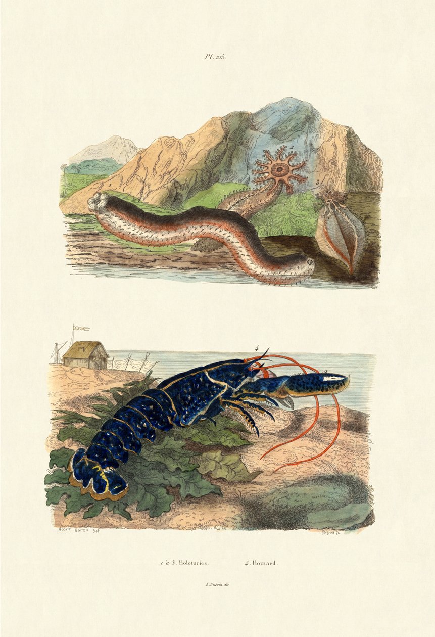 Deniz Salatalıkları, 1833-39 by French School