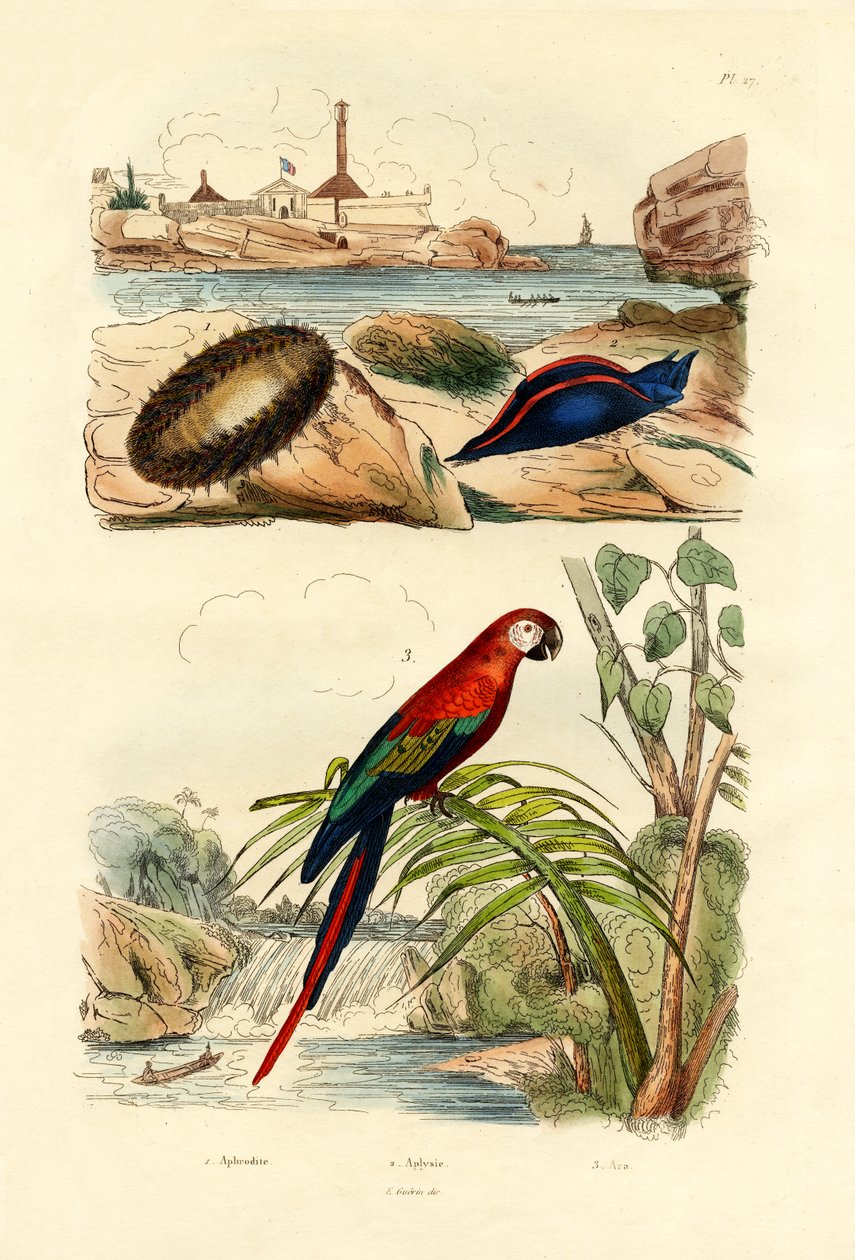Deniz Faresi, 1833-39 by French School