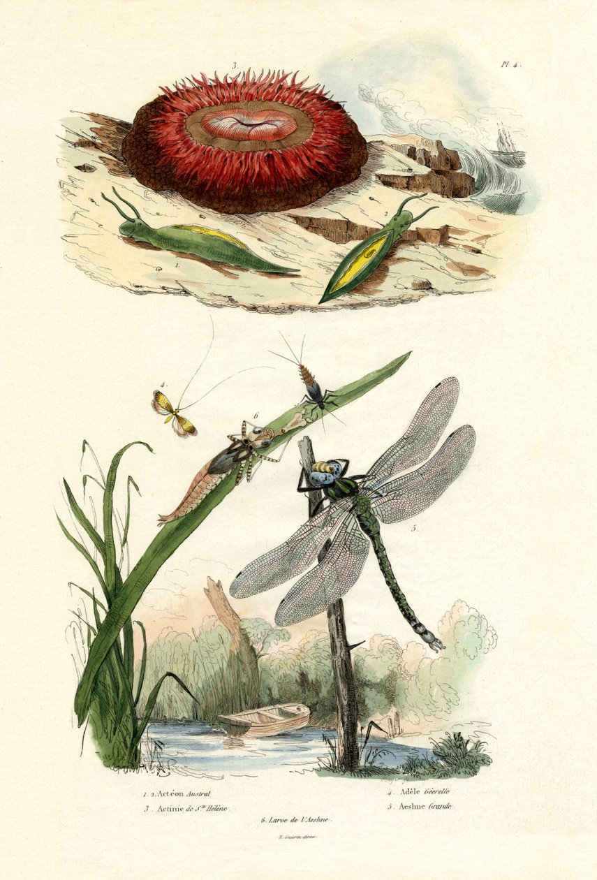 Deniz Salyangozu, 1833-39 by French School