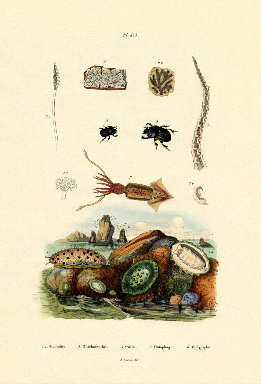 Deniz Salyangozu, 1833-39 by French School