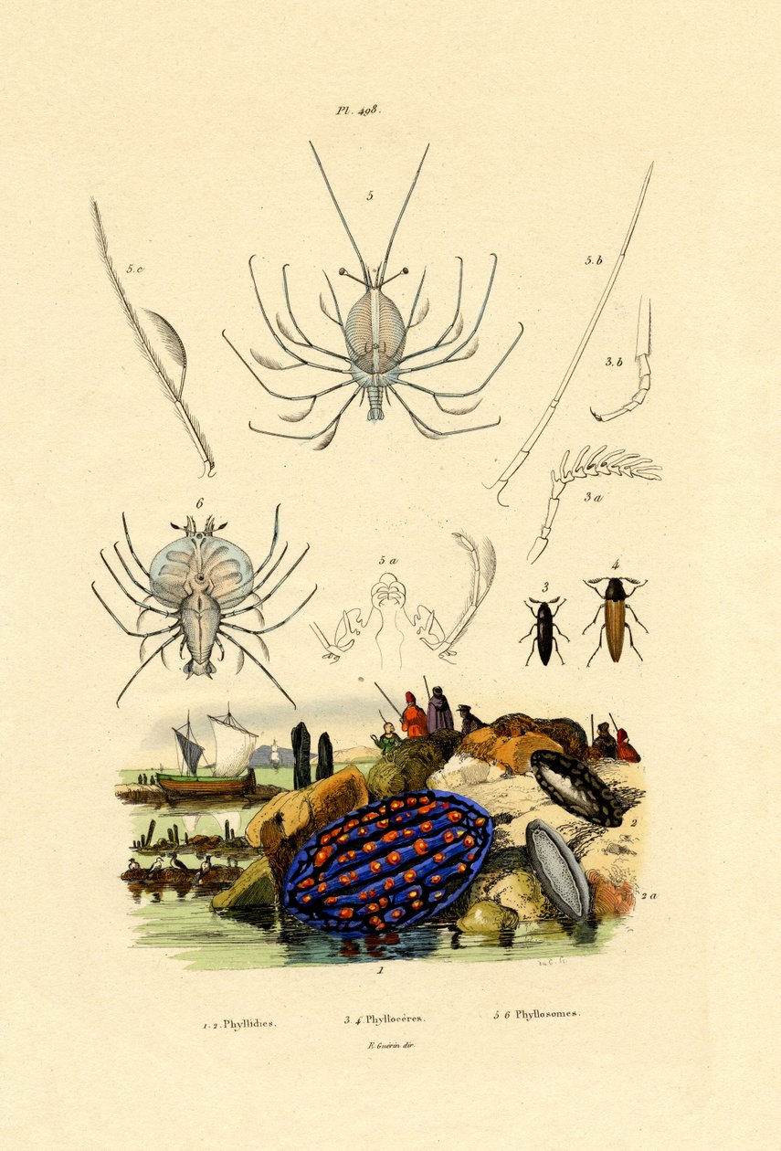 Deniz Salyangozu, 1833-39 by French School