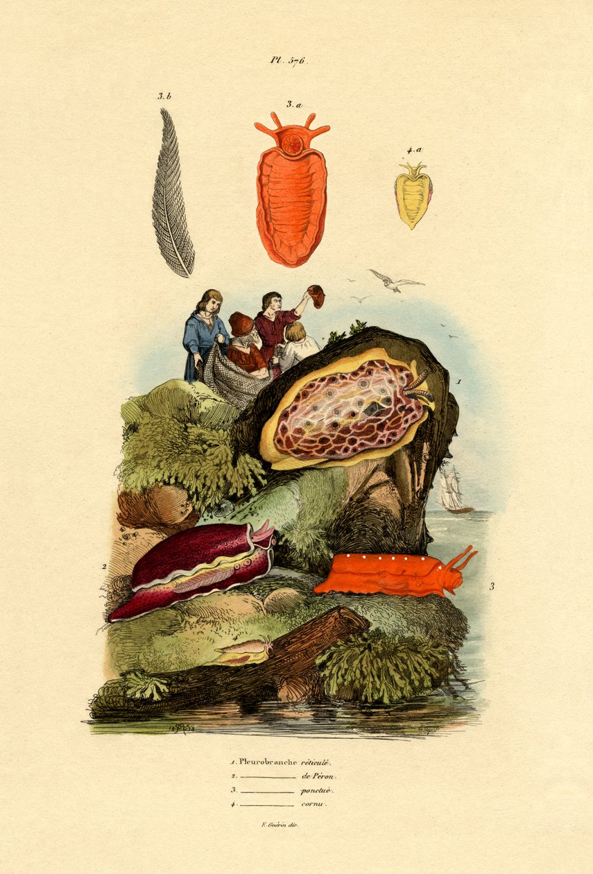 Deniz Salyangozları, 1833-39 by French School