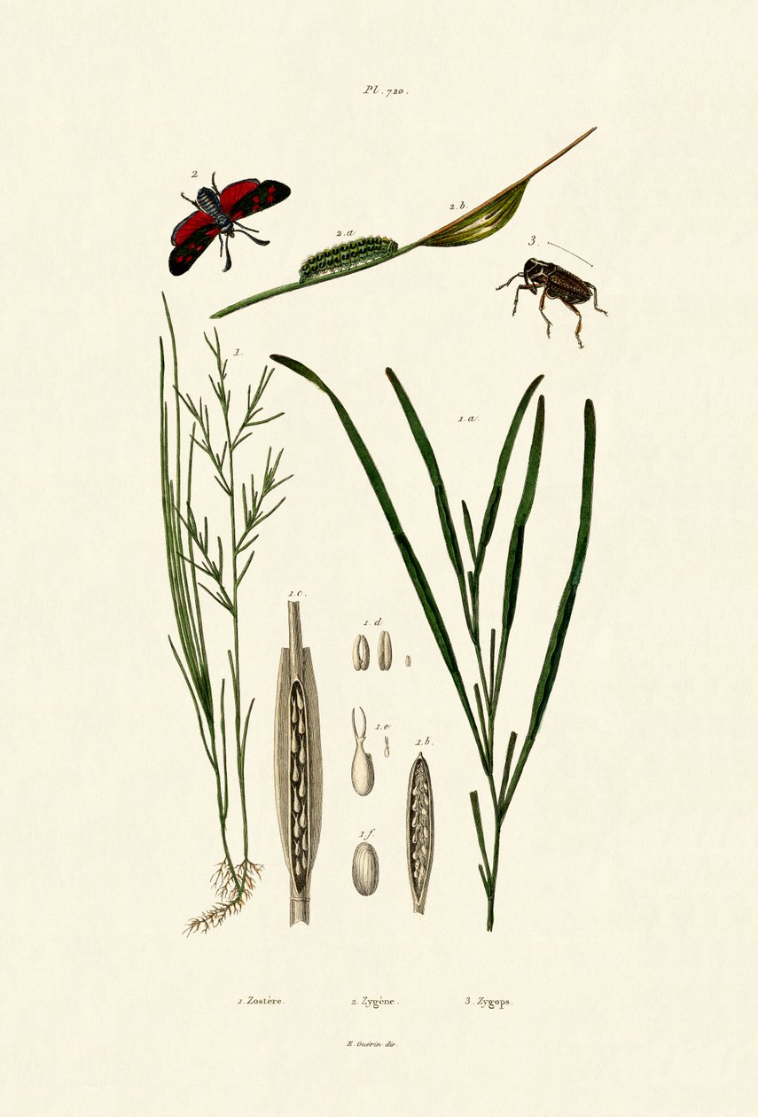 Deniz otu, 1833-39 by French School