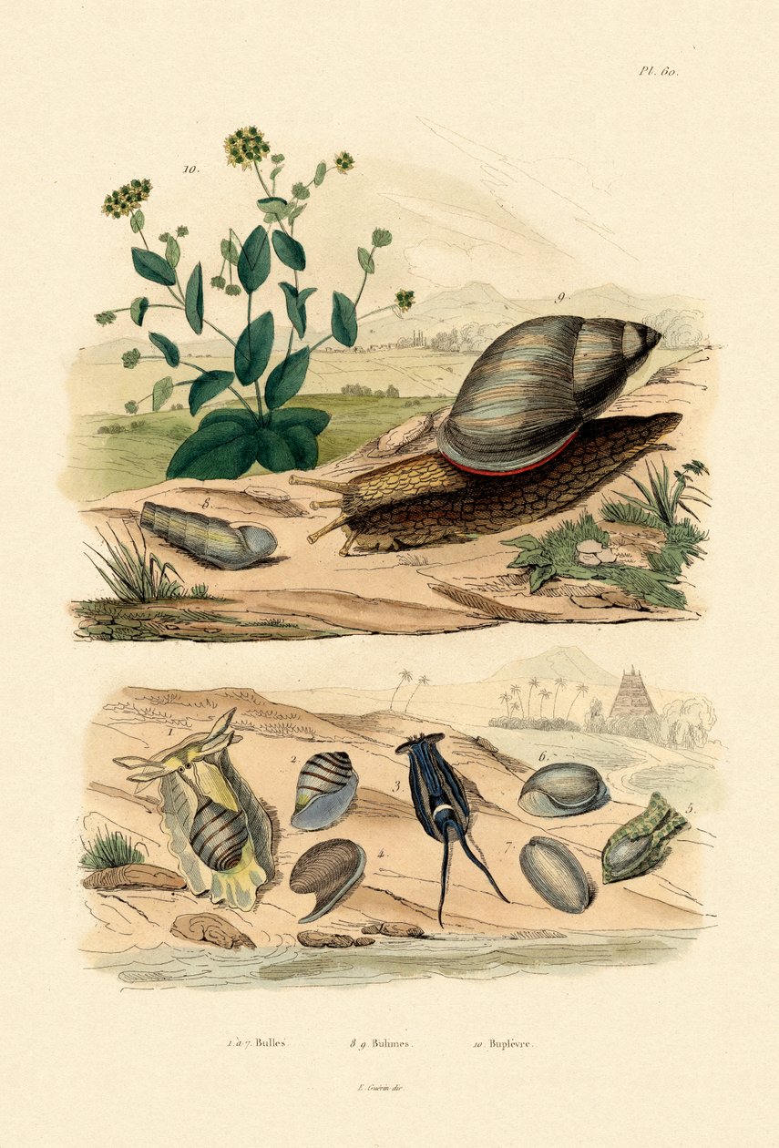 Kabuklar, 1833-39 by French School